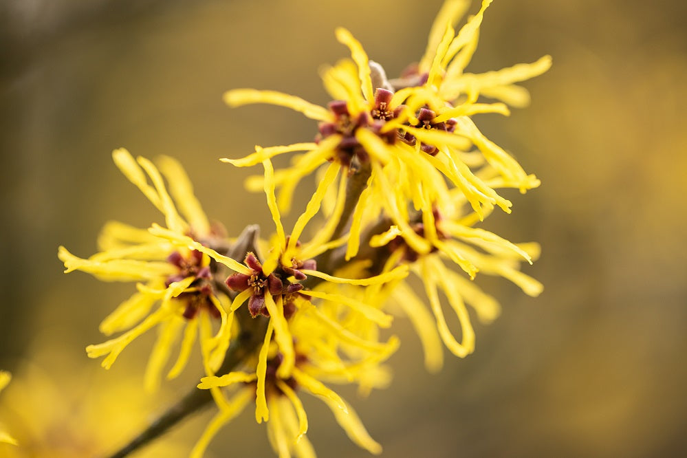 Blüten der Zaubernuss/Hamamelis im Frühling